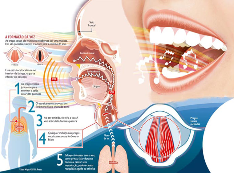 Como funcionam as cordas vocais